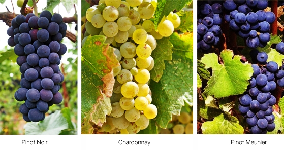 champagne-grapes_Interna 1