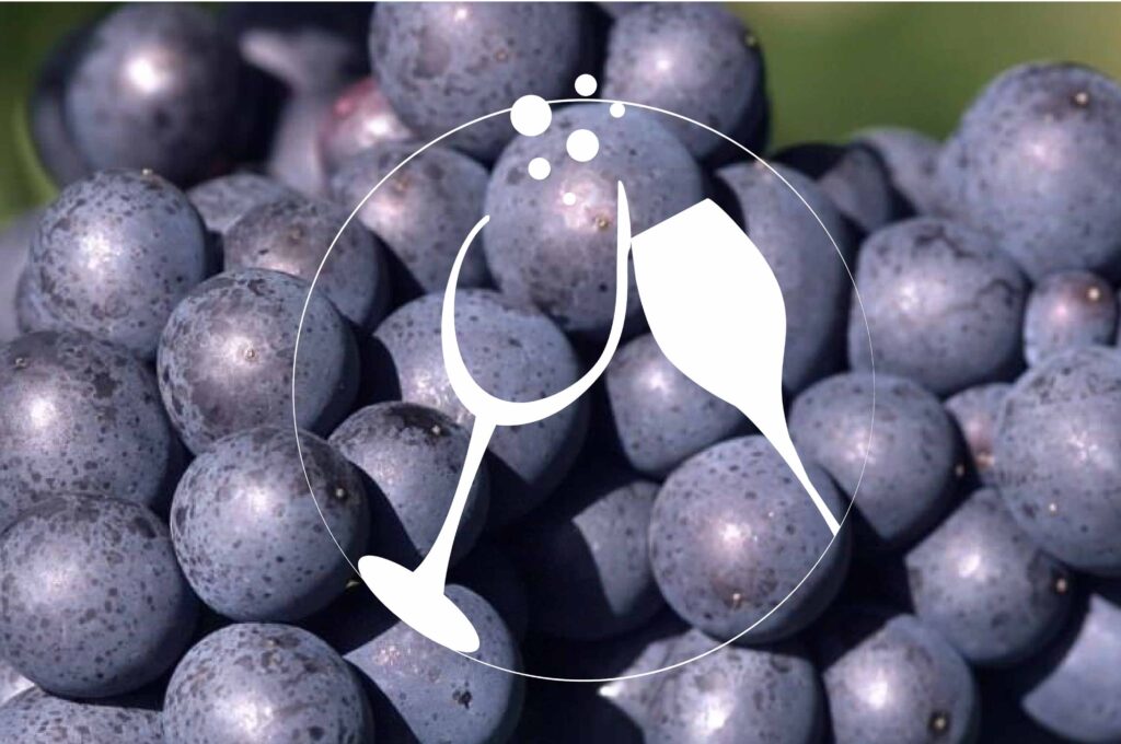 bicchiere-pinot-meunier-compress